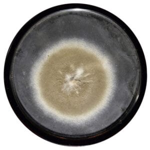 Fleming's mould in a petri dish